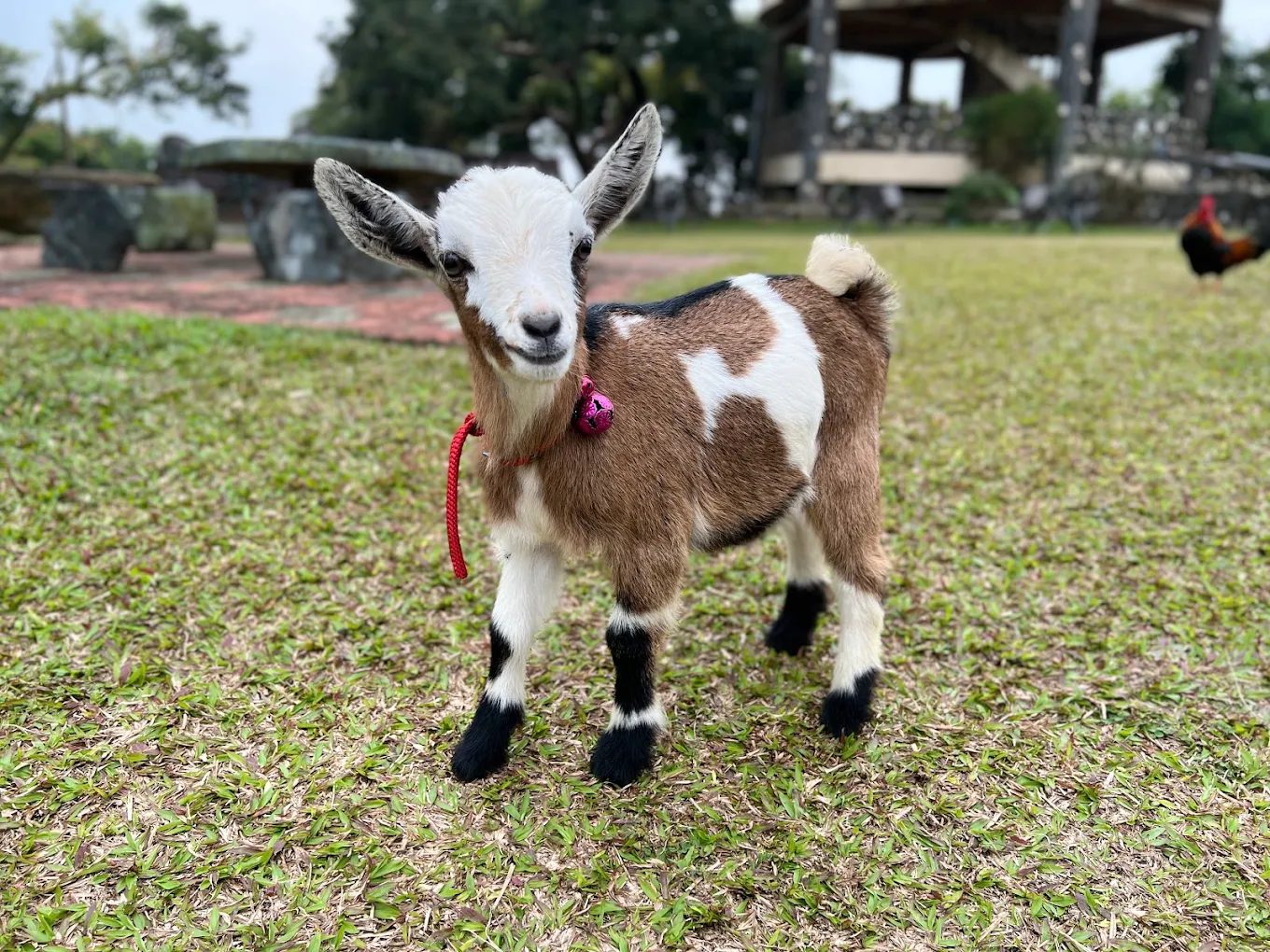 探索台南仙湖休閒農場｜無邊際泳池、美食餐廳、親子活動一次滿足！