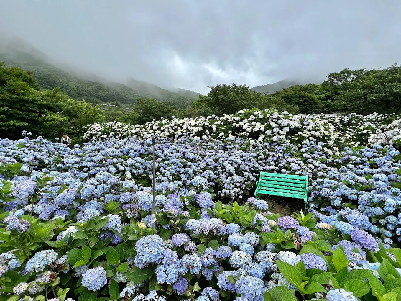 北台灣繡球花的絕美景點推薦｜尋找最佳賞花體驗