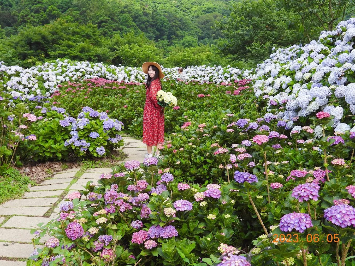 北台灣繡球花的絕美景點推薦｜尋找最佳賞花體驗