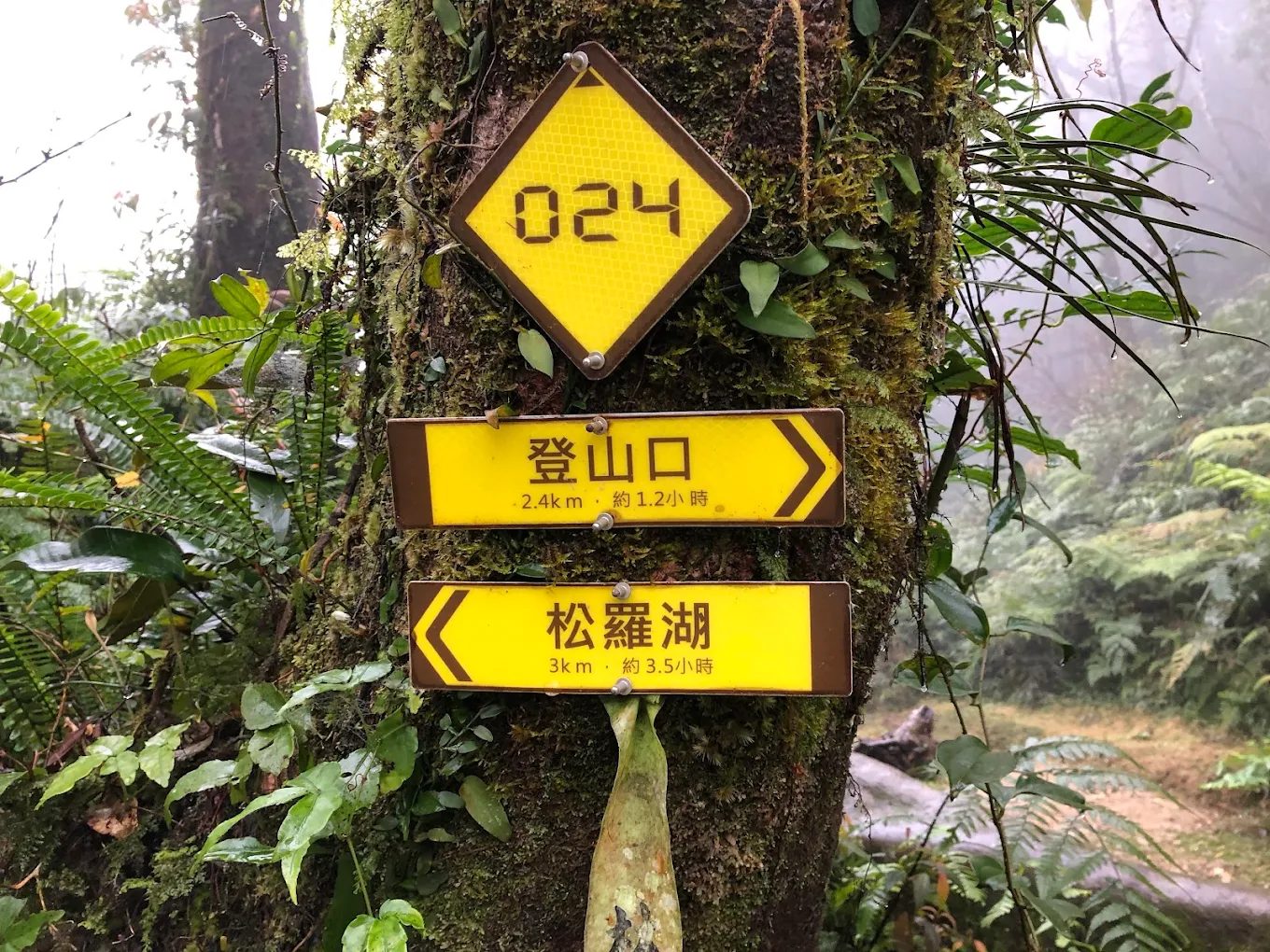 松羅湖登山全攻略:探索新北烏來秘境湖泊,體驗仙境健行之旅!