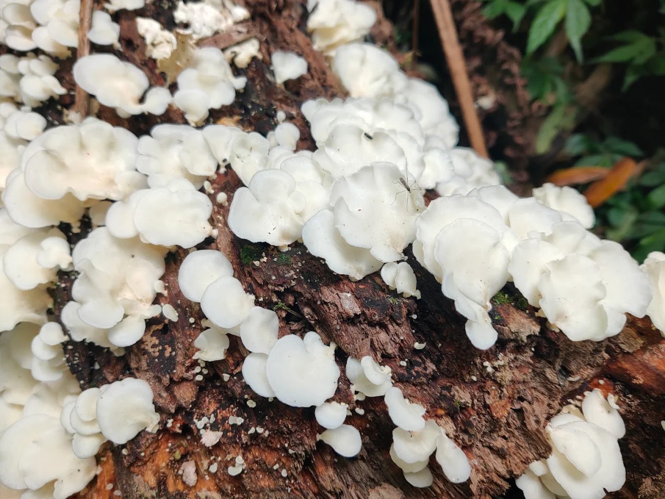 探索荷蘭古道：珍貴的自然美景與輕鬆登山之旅