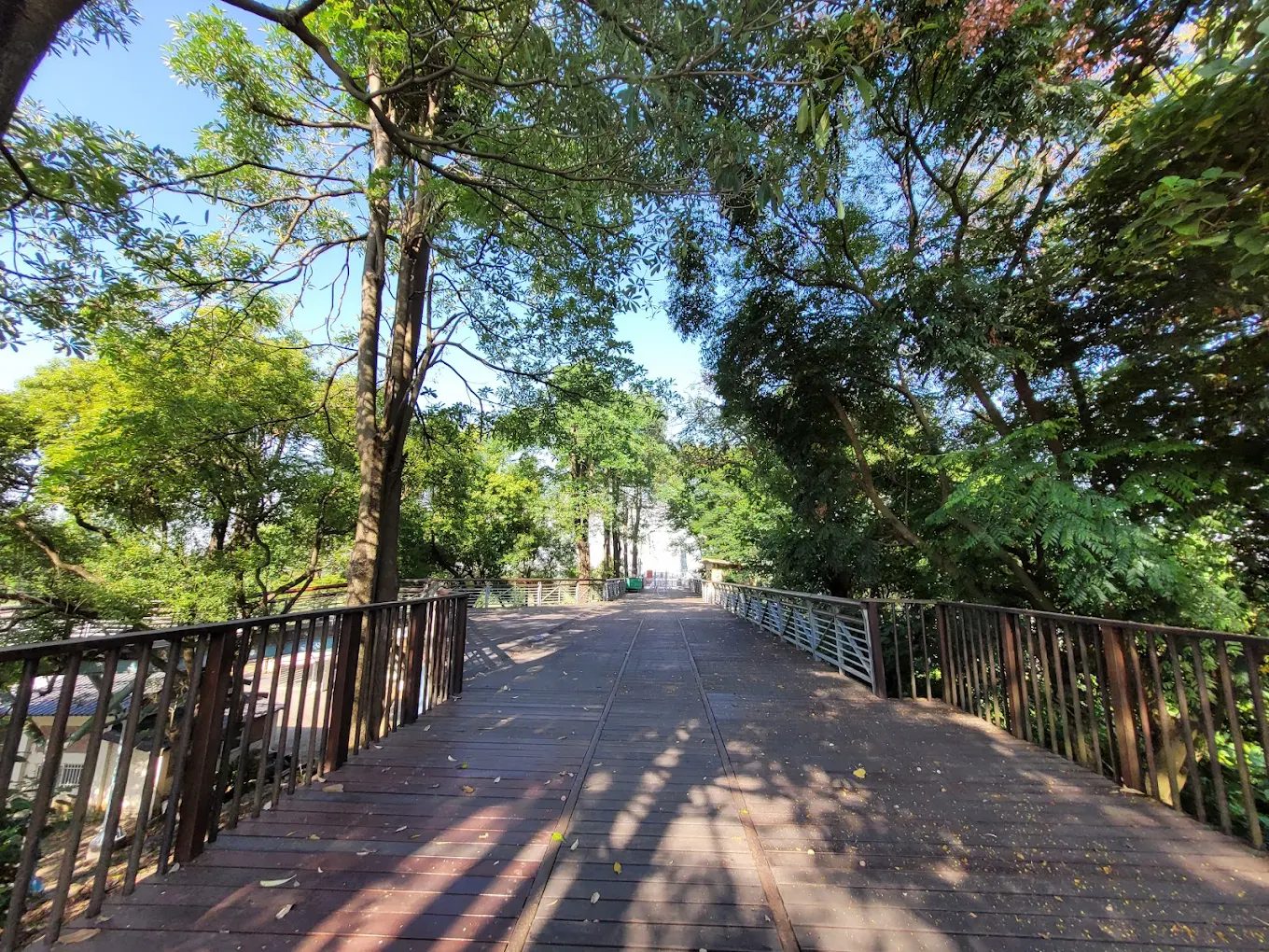 下淡水溪鐵橋（高屏舊鐵橋）一遊未盡：歷史、花海與生態全攻略 🌸