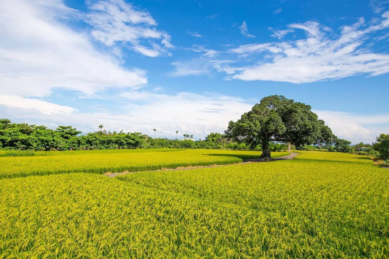 台中私房景點推薦｜5個在地人激推的隱藏秘境，拍照、散步、藝術一次滿足！
