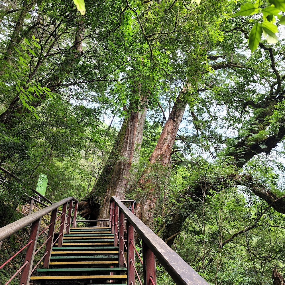 拉拉山神木群步道｜拉拉山旅遊：探索隱藏的自然寶藏