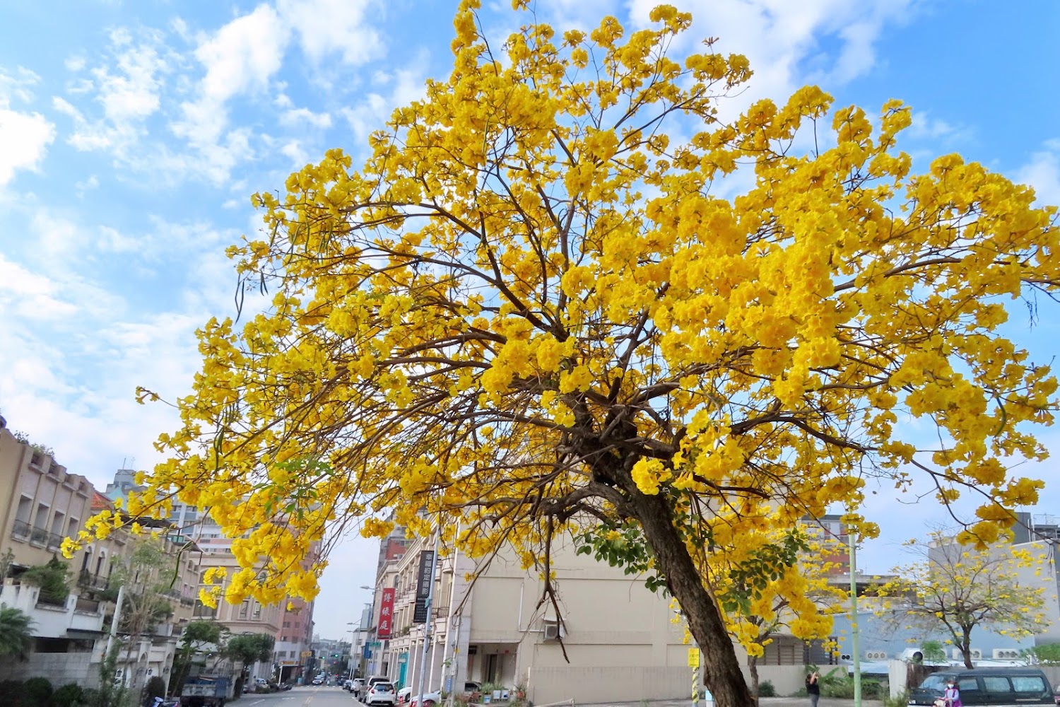 太順路黃金風鈴木