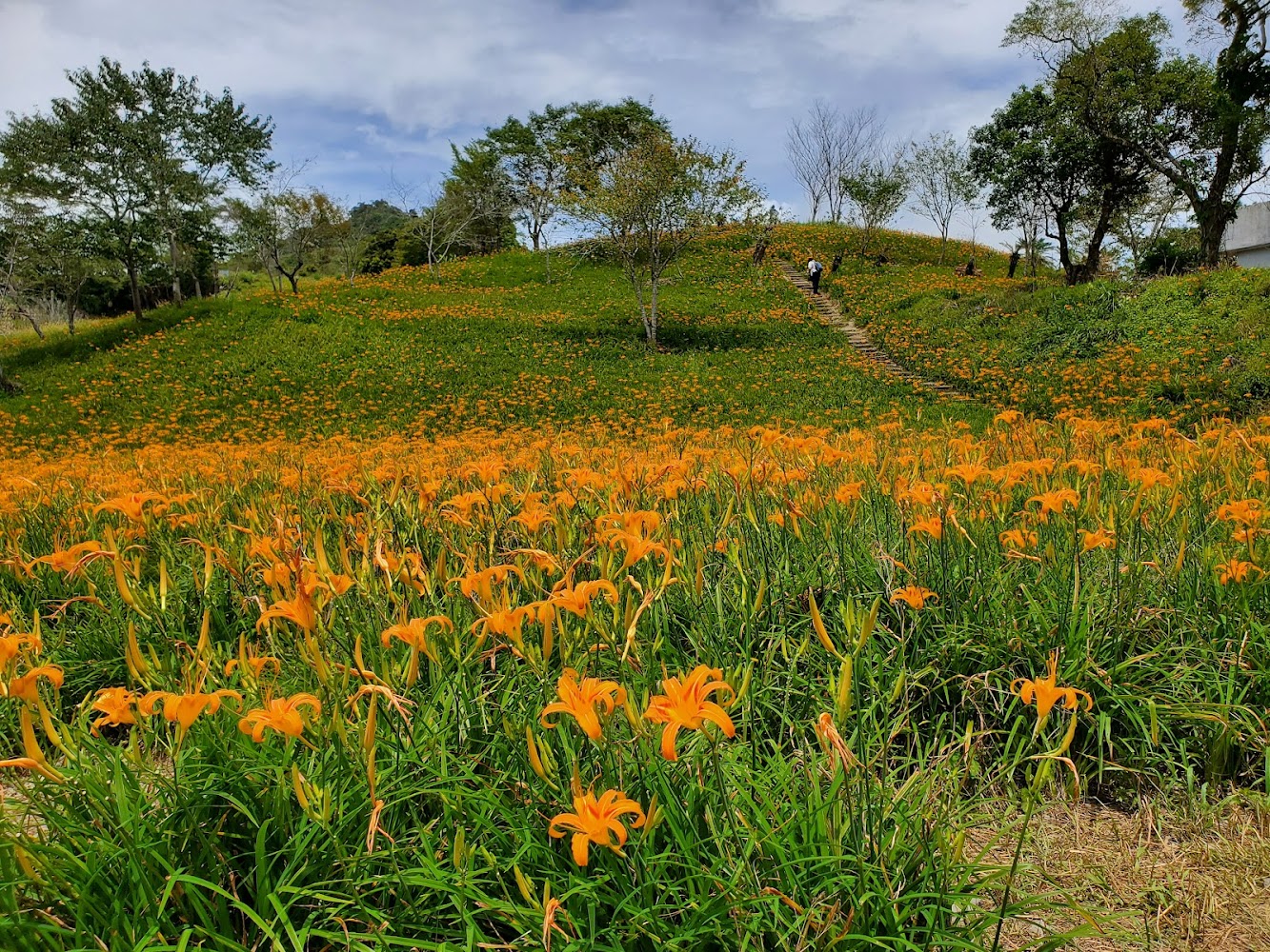 【2025金黃花海漫遊】台東金針花季全攻略｜金崙海灘、六十石山、天空之鏡一日行程提案