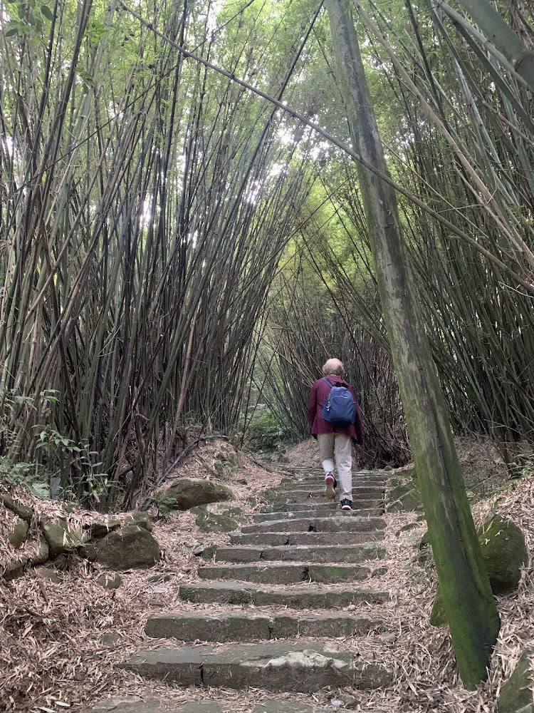 荷蘭古道怎麼玩？陽明山絕景步道推薦，一次走進台北的山林秘境