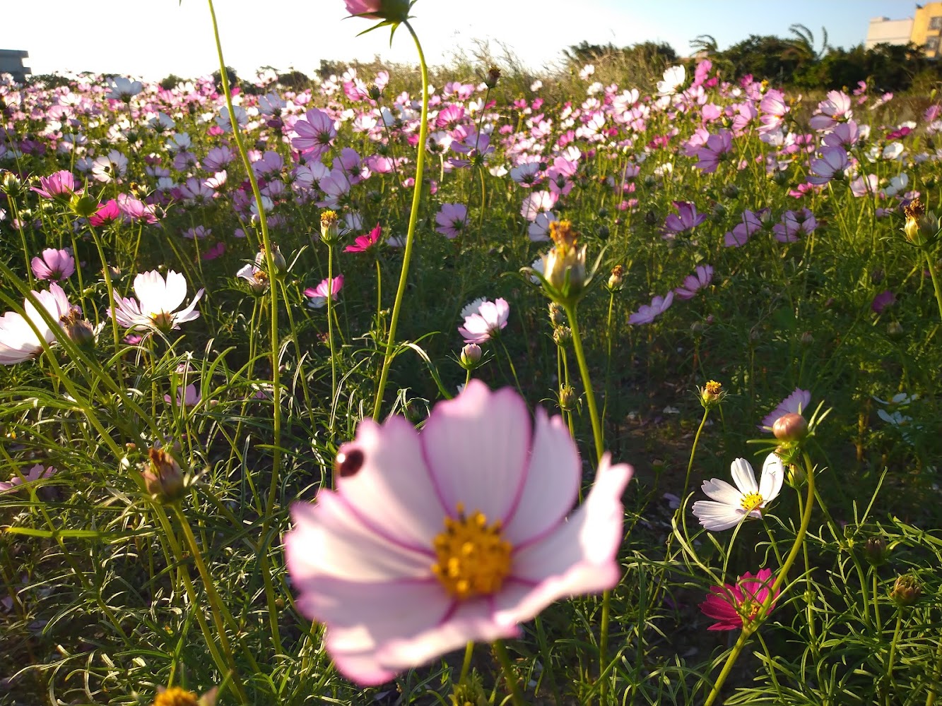 【2025桃園繡球花季】夢幻賞花景點推薦｜免費入園、親子體驗、花海野餐全收錄！
