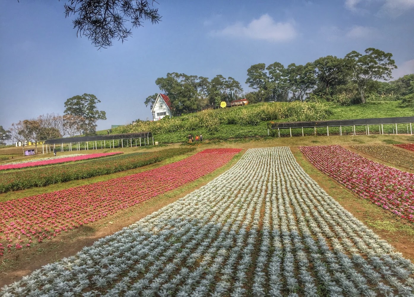 【2025桃園繡球花季】夢幻賞花景點推薦｜免費入園、親子體驗、花海野餐全收錄！