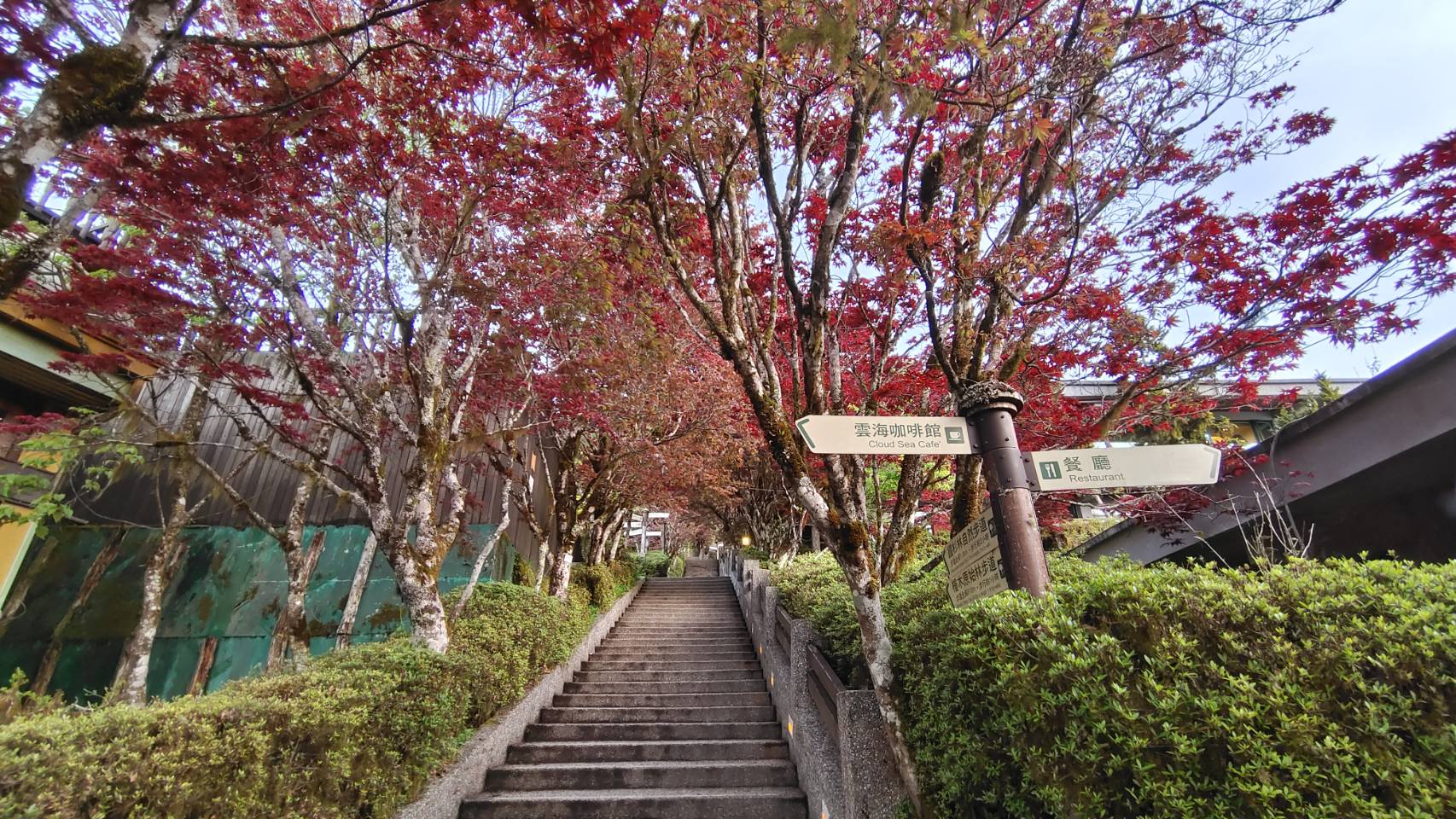 太平山紅葉的最佳賞楓時期與旅遊攻略