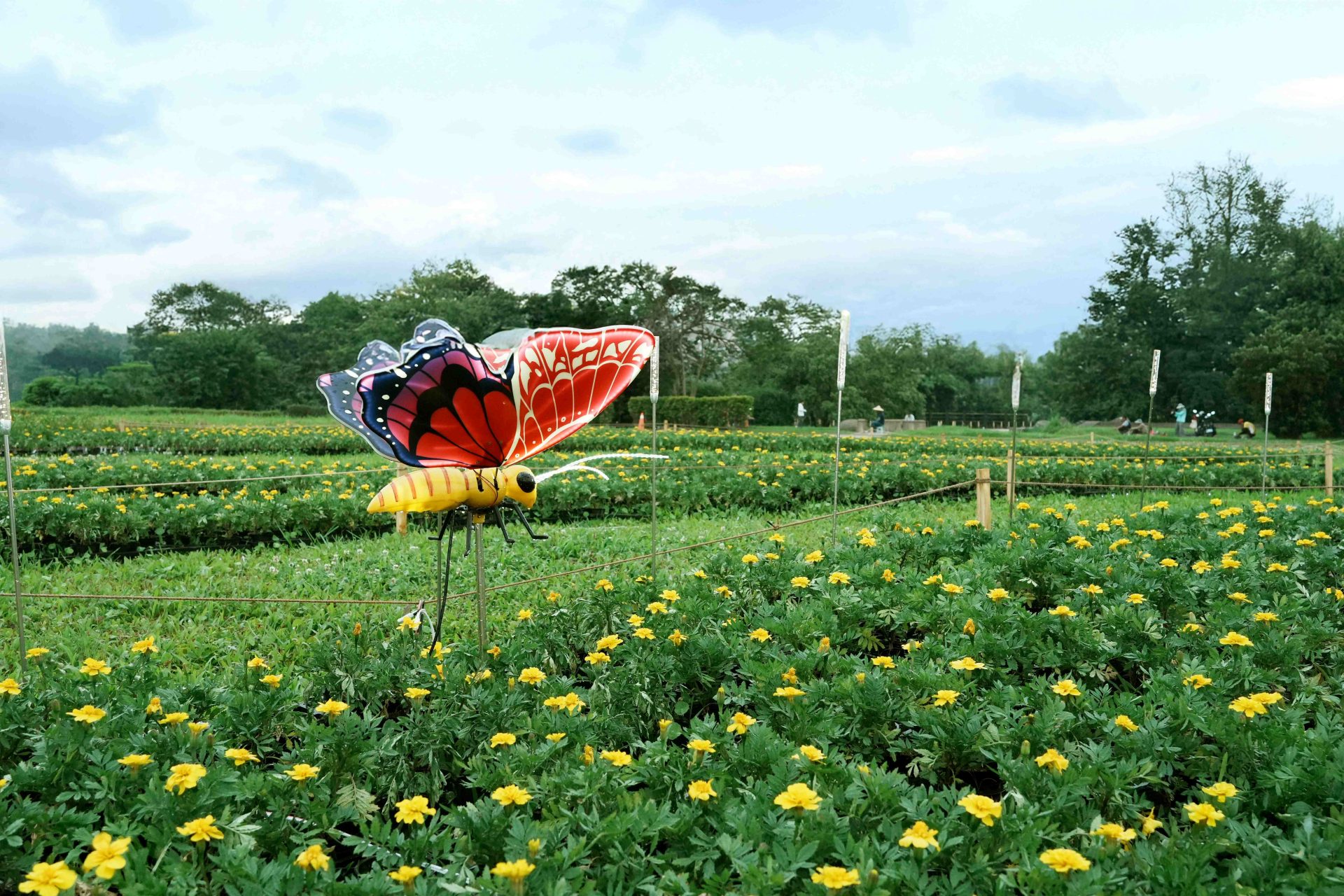 北部花海的五大必遊景點|讓你一次享受花海盛宴