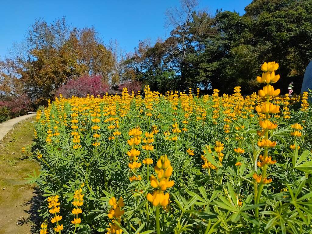 北部花海的五大必遊景點|讓你一次享受花海盛宴