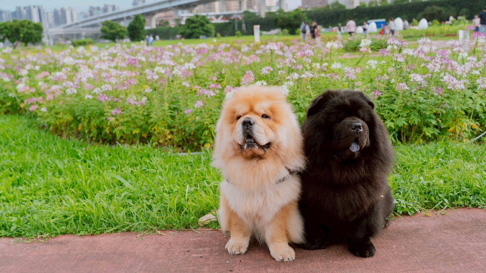 北部花海的五大必遊景點｜讓你一次享受花海盛宴
