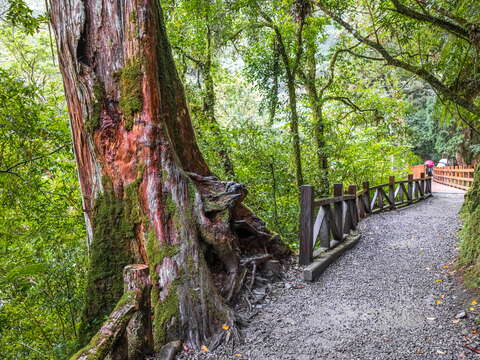 步道沿途林蔭蓊鬱｜拉拉山神木步道｜親近千年巨木的生態旅遊體驗
