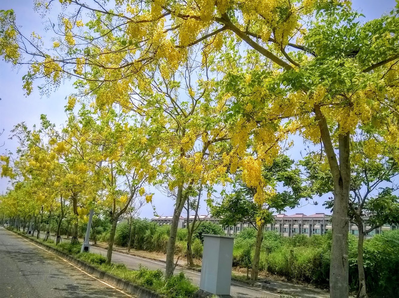 探索阿勃勒花海的美麗景點｜必訪地點推薦