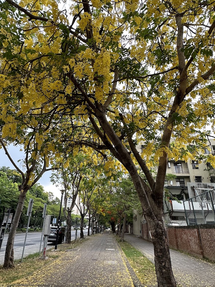 探索阿勃勒花海的美麗景點｜必訪地點推薦