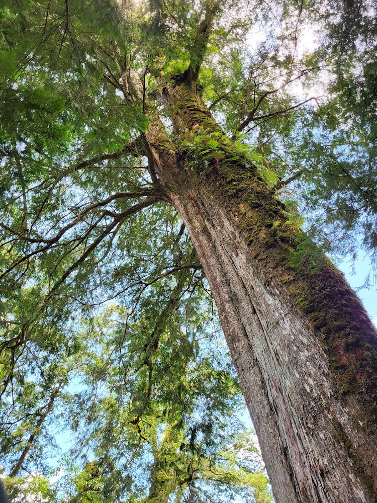 棲蘭神木園區—亞洲最大紅檜神木群