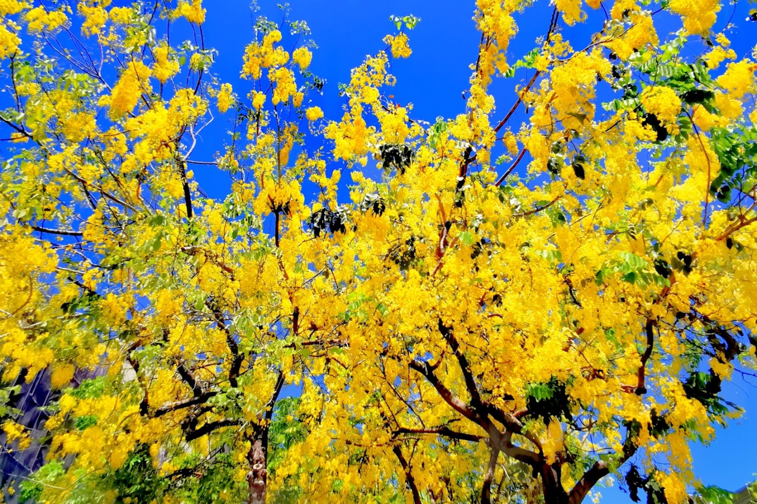 虎頭埤阿勃勒花季必去景點與活動介紹