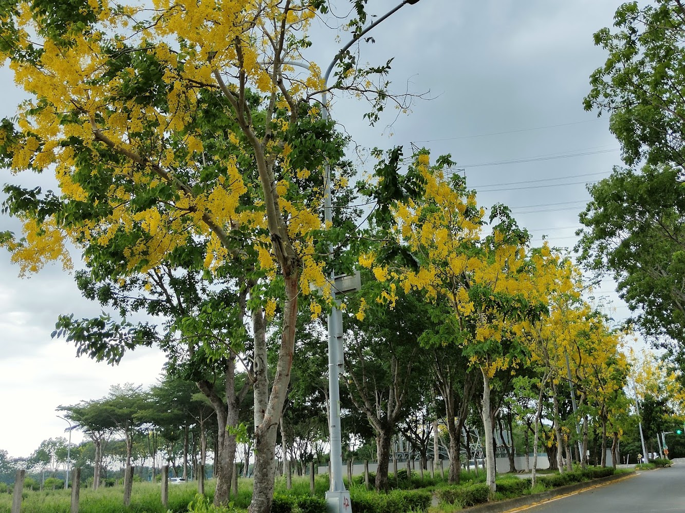 虎頭埤阿勃勒花季必去景點與活動介紹