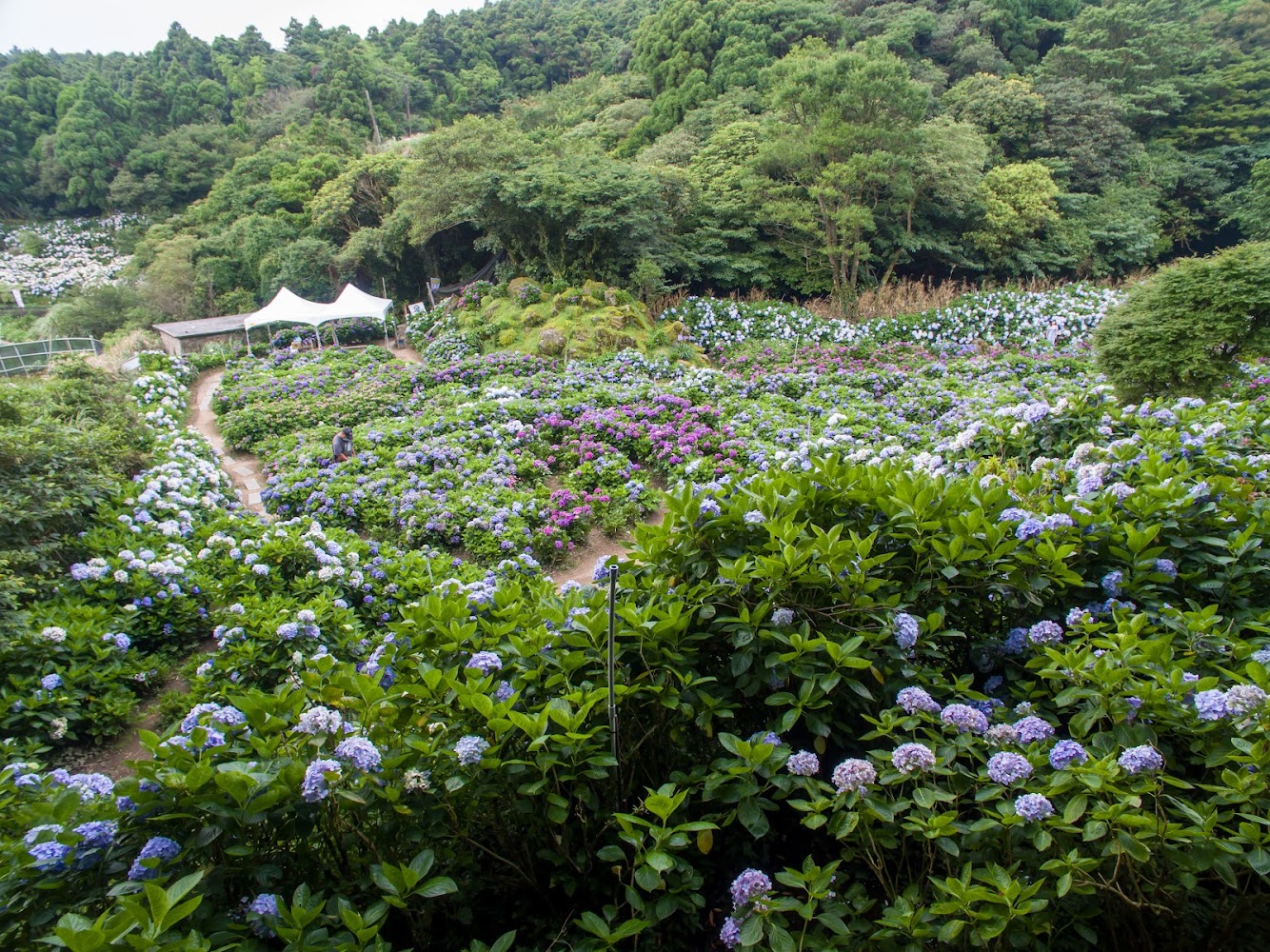 北台灣繡球花的浪漫之旅：不容錯過的景點