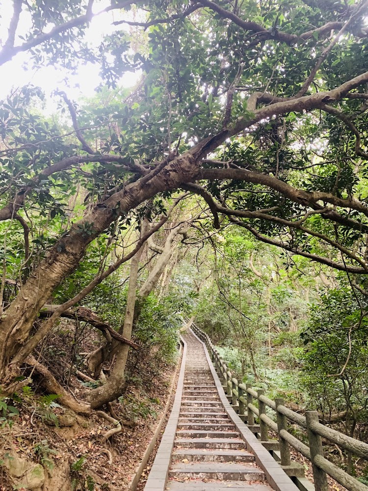 新竹登山步道：探索十八尖山東峰的魅力與步道攻略