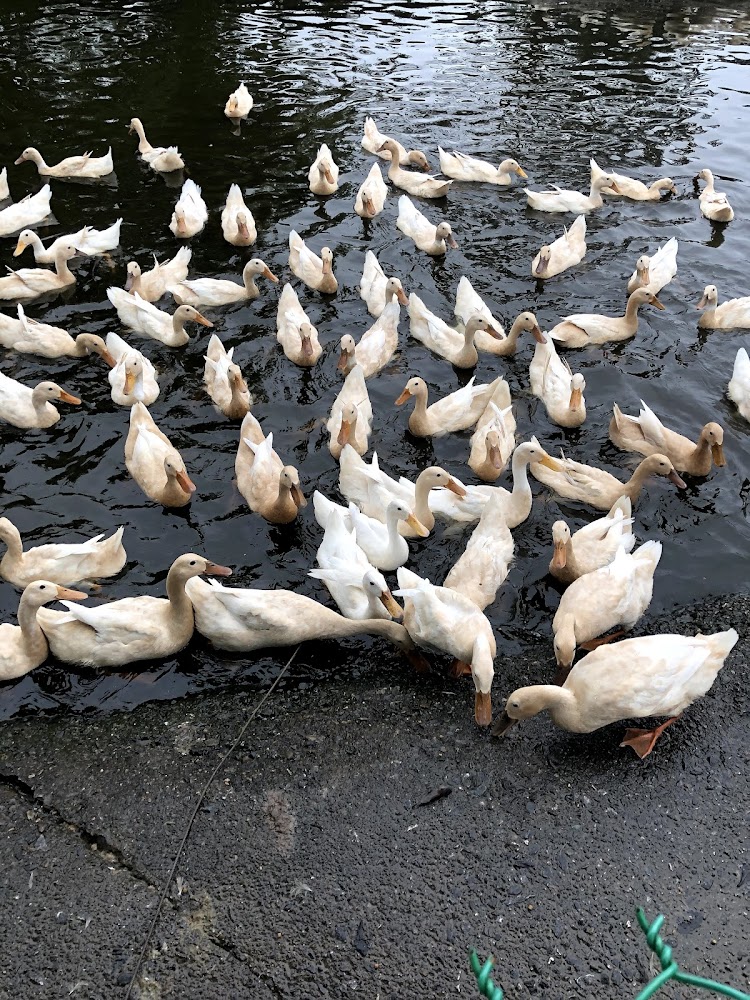 宜蘭景點推薦：探索忍者村、望龍埤和大鯖魚夢工廠的最佳體驗