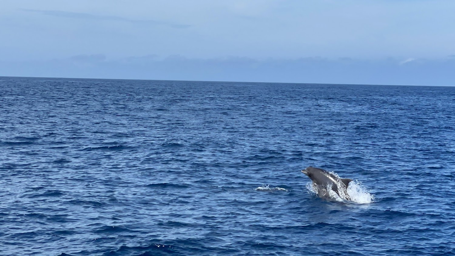 宜蘭龜山島賞鯨｜新福豐36號 JIN36