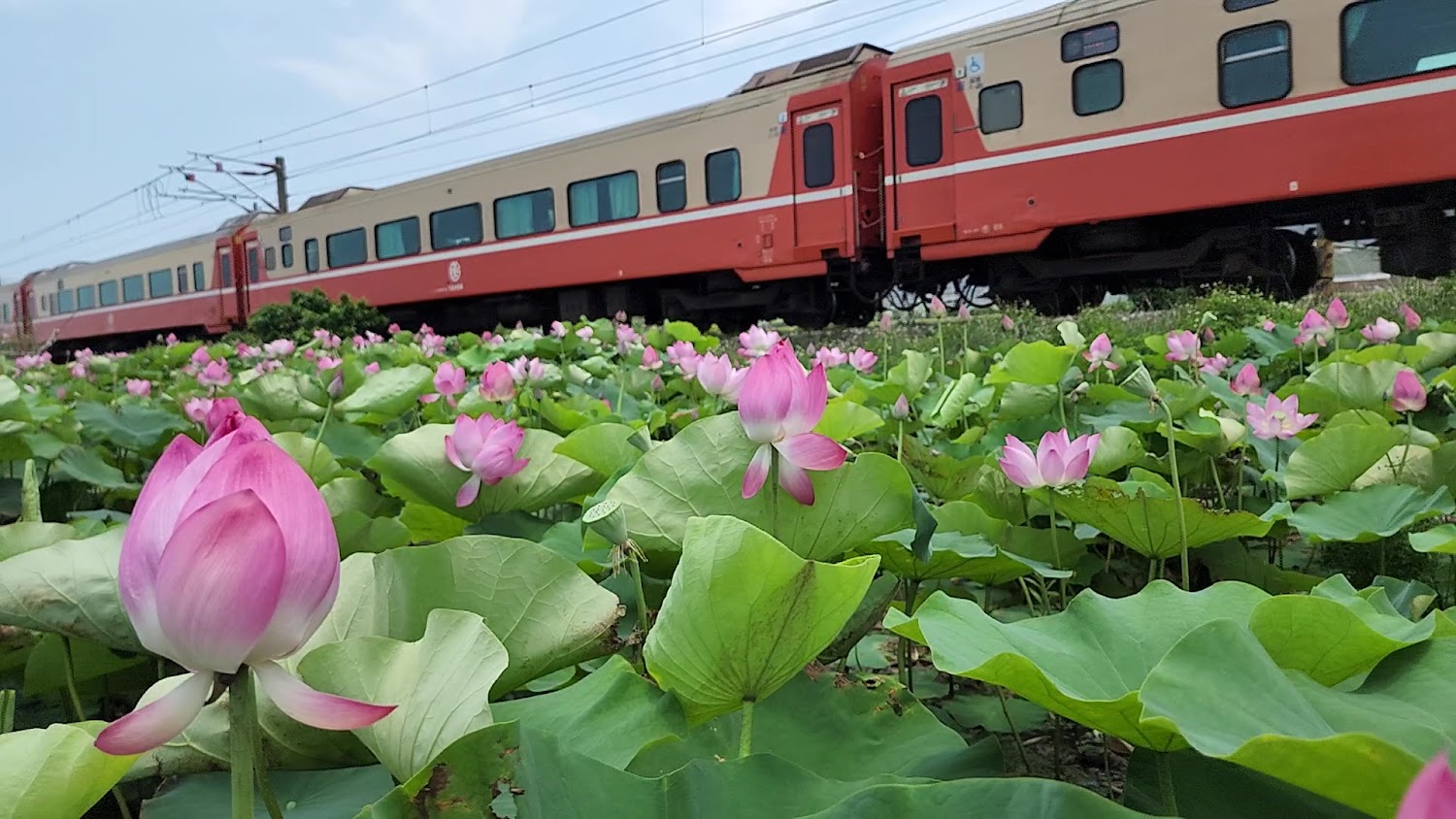通霄鎮五南里荷花與火車