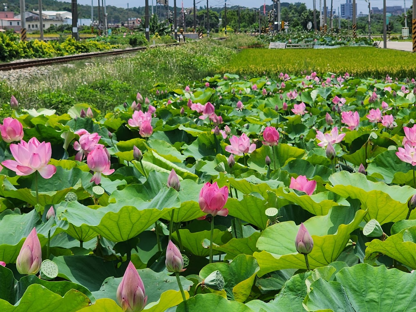 通霄鎮五南里荷花與火車