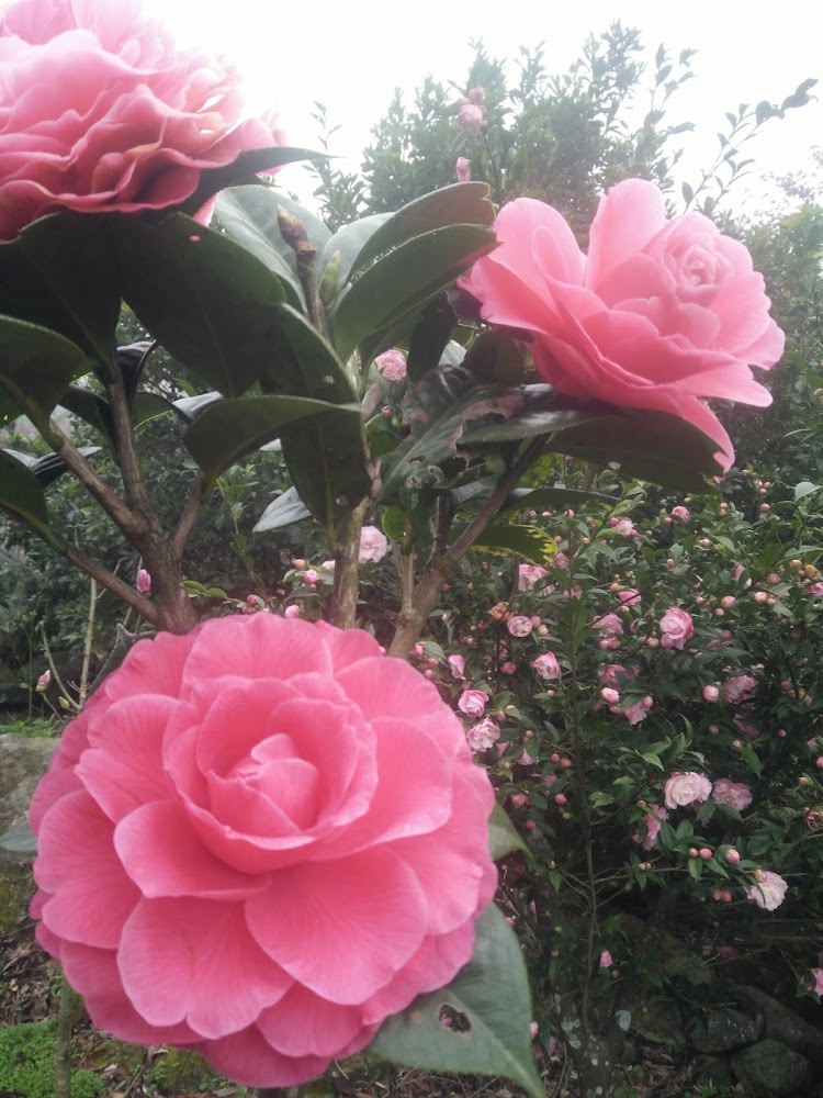 小徑|北部景點推薦:探索陽明山國家公園、大安森林公園等必訪之地