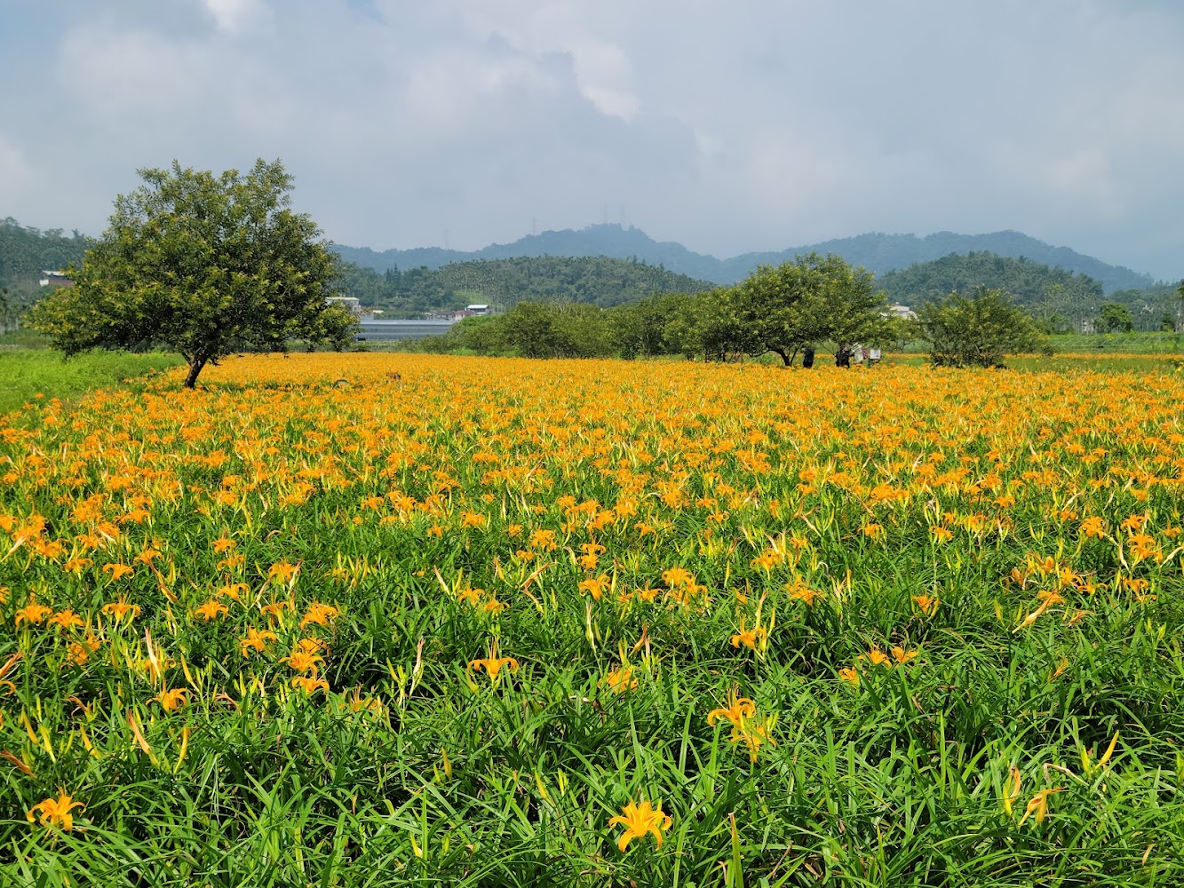 🌼 花蓮金針花季攻略｜赤科山 vs 六十石山｜賞花路線、拍照熱點、美食行程全收錄！