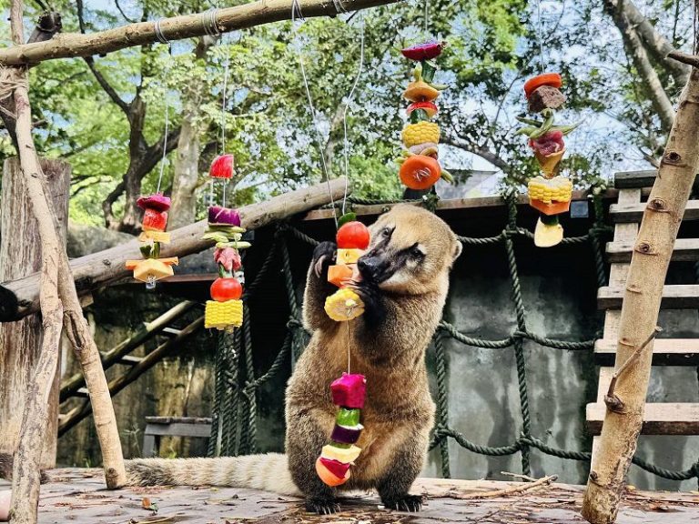 壽山動物園的全面探索：家庭旅遊的最佳選擇