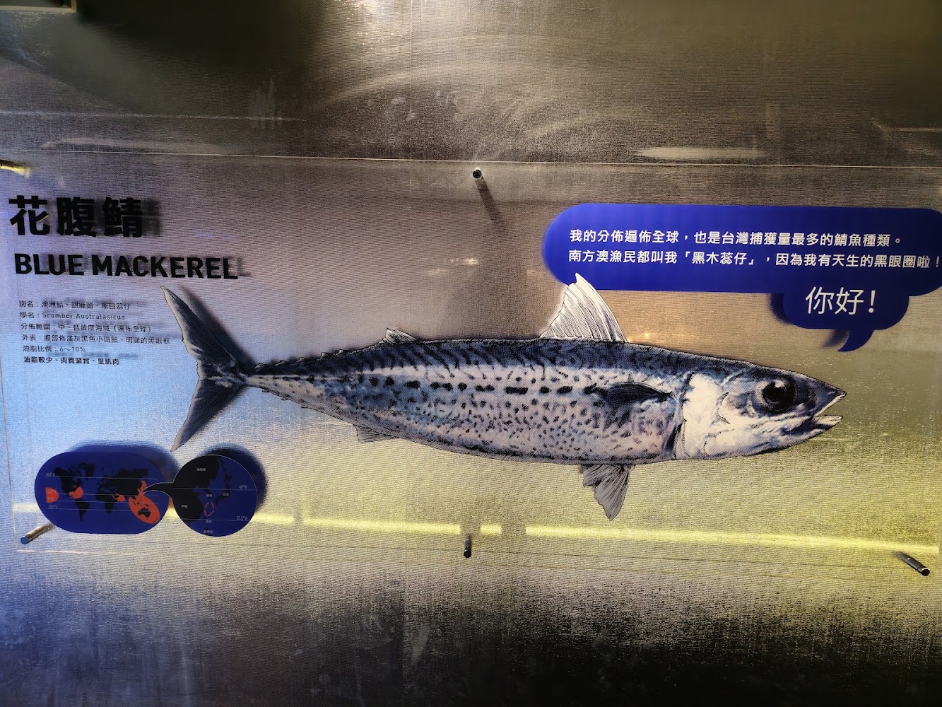 大鯖魚夢工廠 | 免費展覽×人氣鯖魚定食×特色一夜干料理×海味伴手禮|宜蘭免費景點推薦:探索五大必訪地點