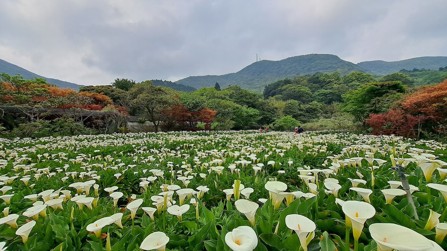 竹子湖|北部景點探索:台北大安森林公園、陽明山與竹子湖的最佳旅遊攻略