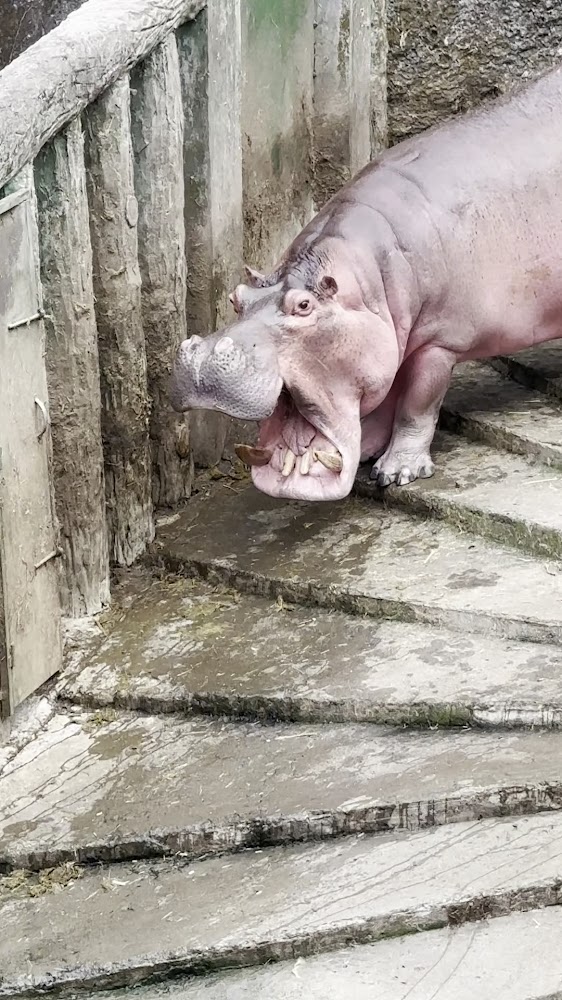所有照片|壽山動物園:令人驚豔的動物世界與親子遊樂好去處