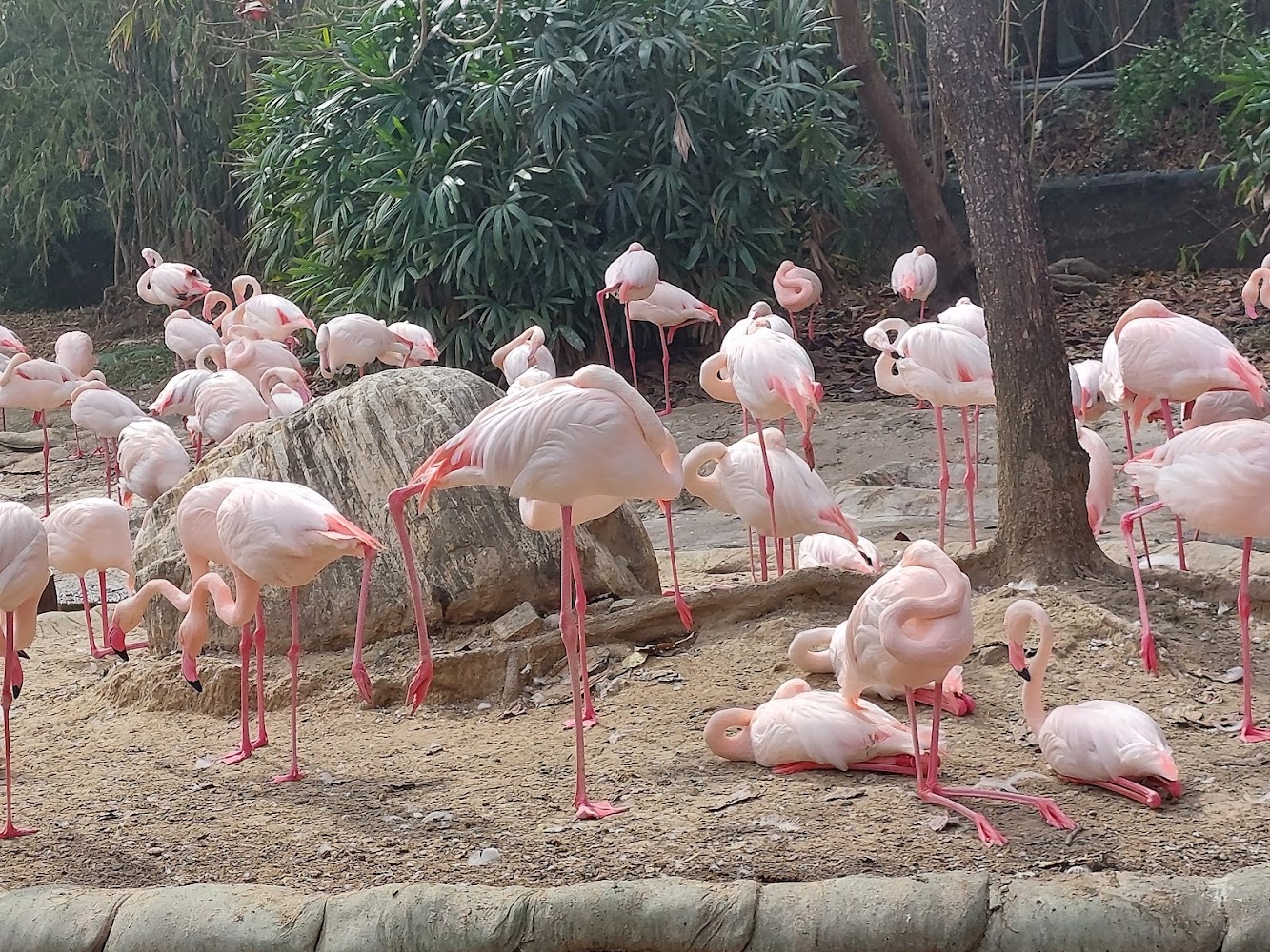🦁 頑皮世界野生動物園全攻略|餵羊駝、看猛獸、吃冰淇淋!親子放電必玩行程
