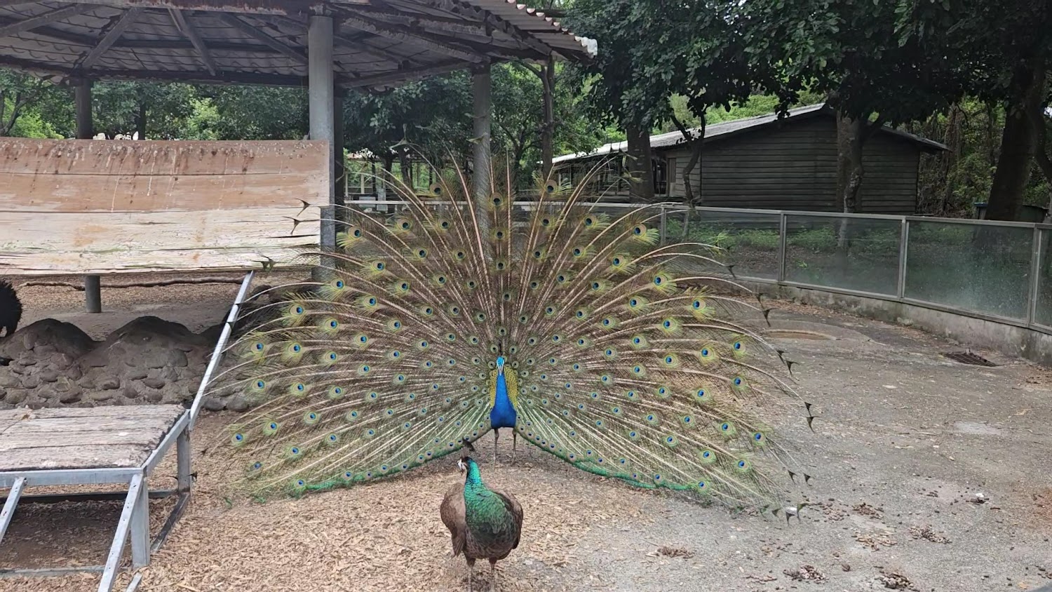 🦁 頑皮世界野生動物園全攻略|餵羊駝、看猛獸、吃冰淇淋!親子放電必玩行程
