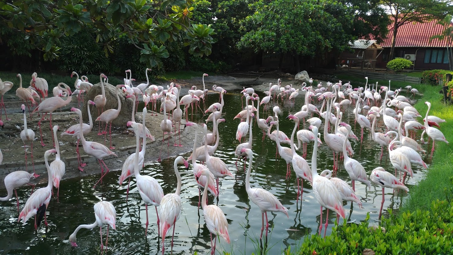 🦁 頑皮世界野生動物園全攻略|餵羊駝、看猛獸、吃冰淇淋!親子放電必玩行程