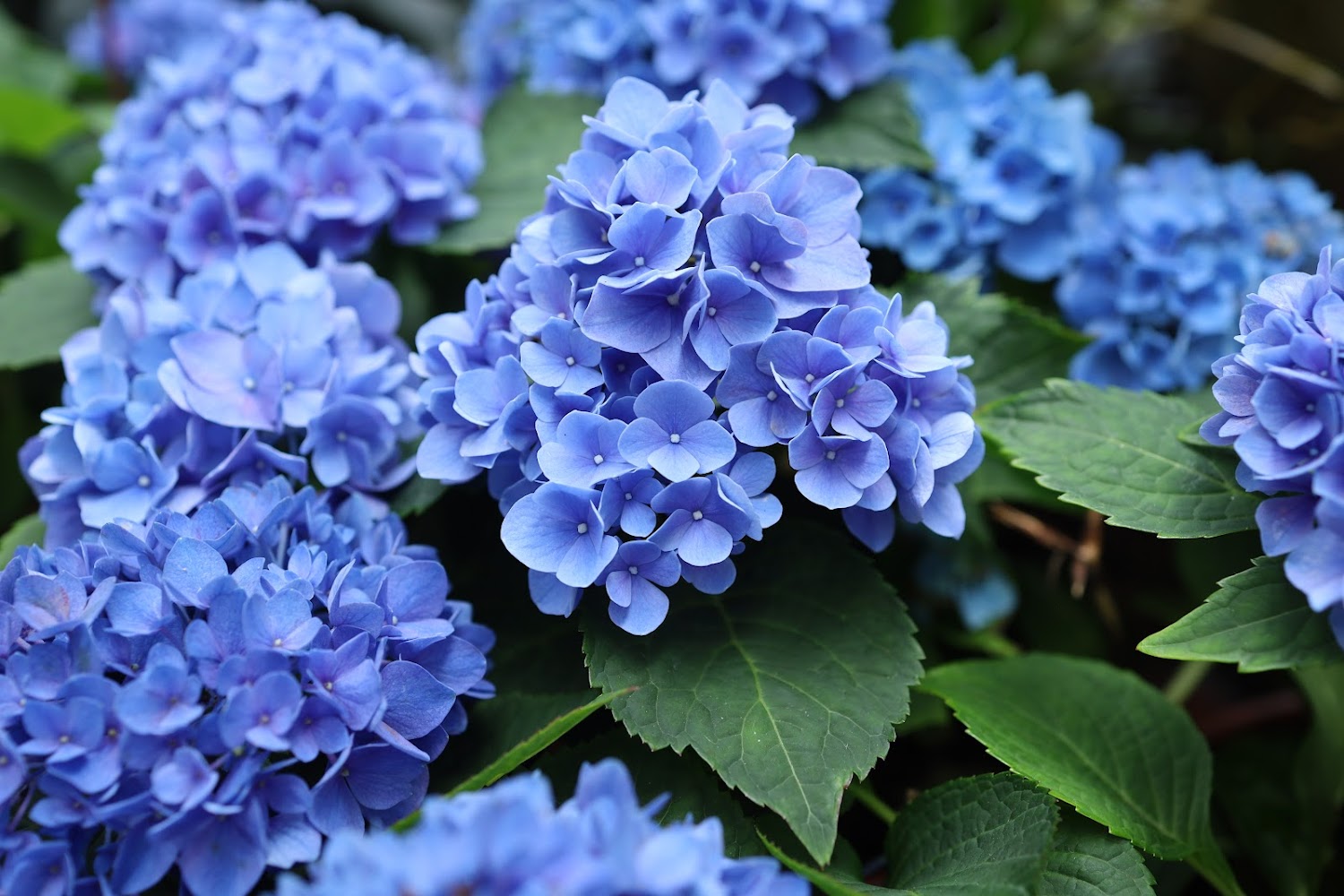 士林官邸怎麼玩?花園景點、歷史導覽一次看