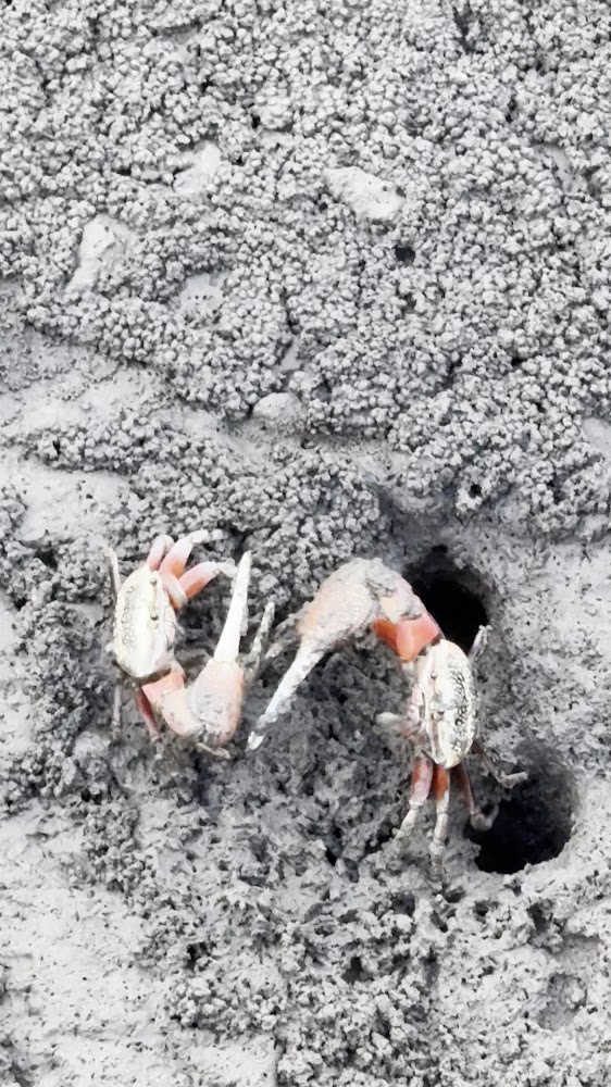 所有圖片｜高美濕地：最佳觀賞日落的秘境全攻略