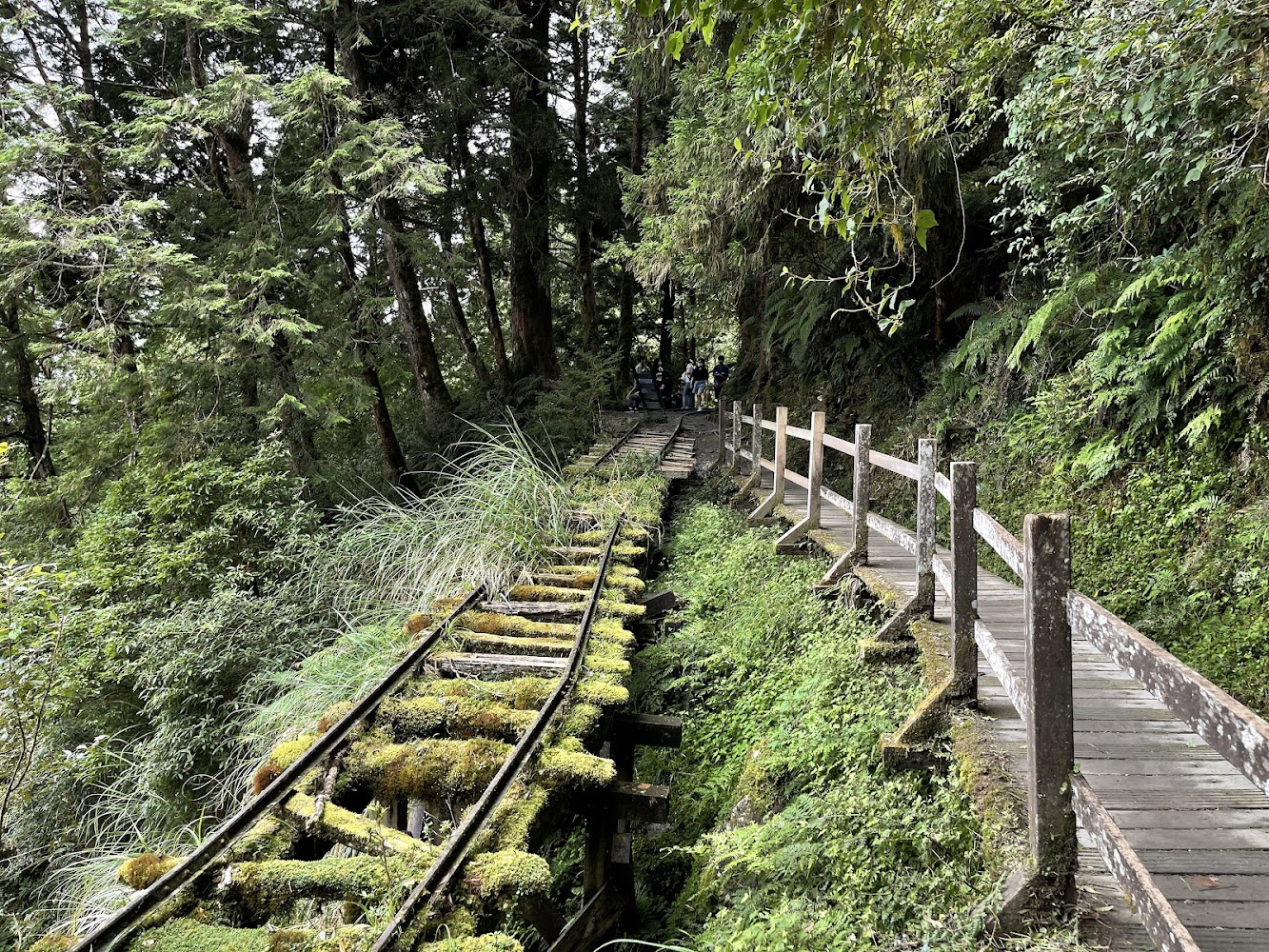 太平山莊|探索太平山森林遊樂區的十大亮點與必訪景點