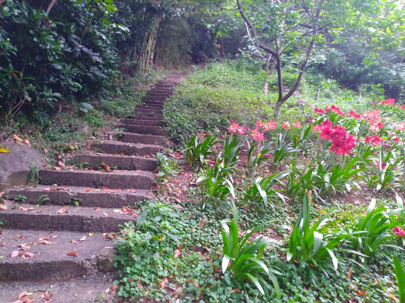 小屏頂山｜探索鹿堀坪山的隱藏寶藏｜從古道到美景的完美之旅