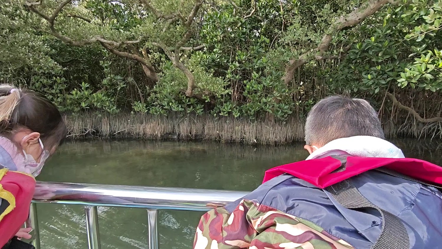 最新的圖片｜探索四草綠色隧道：你的完美生態旅遊之選