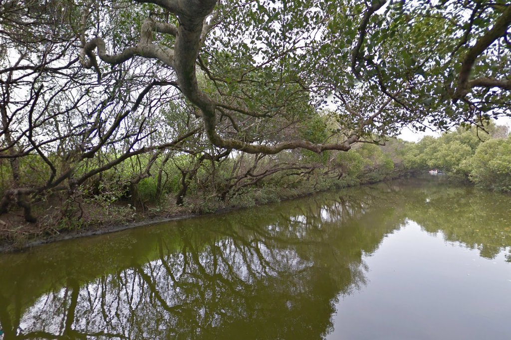 影片｜探索四草綠色隧道：你的完美生態旅遊之選