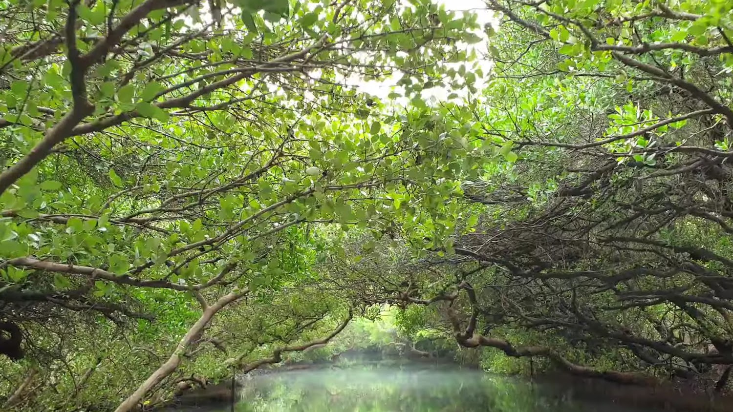 最近 2 天前的照片｜台江國家公園的絕佳旅遊攻略：探索自然的美好