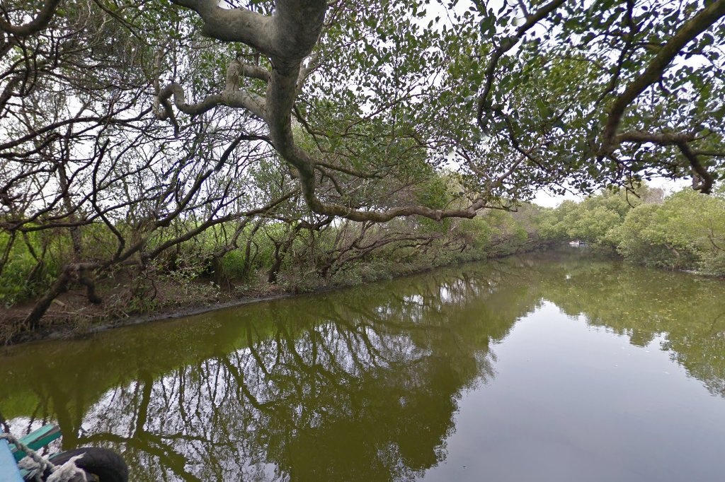 影片|探訪台南四草綠色隧道:不容錯過的生態旅遊體驗