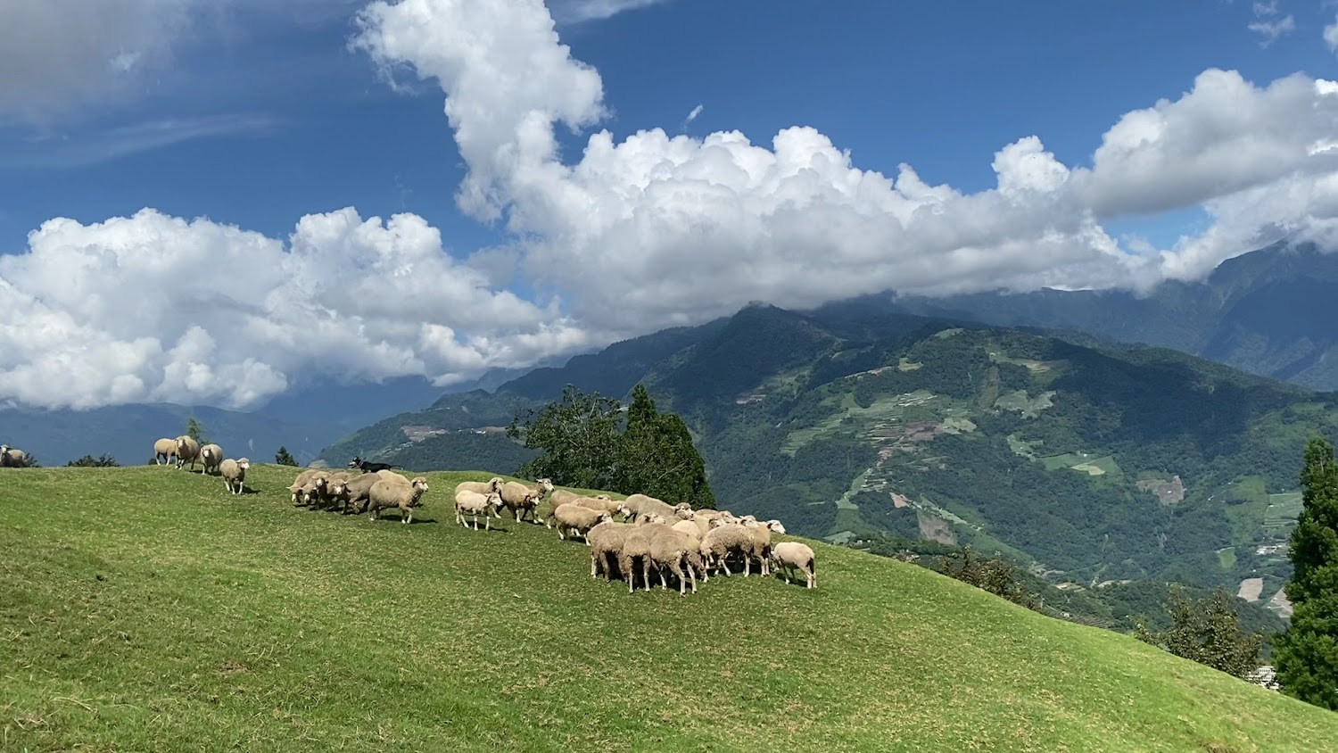 最新動態|清境農場青青草原:探索台灣最夢幻的高山草原