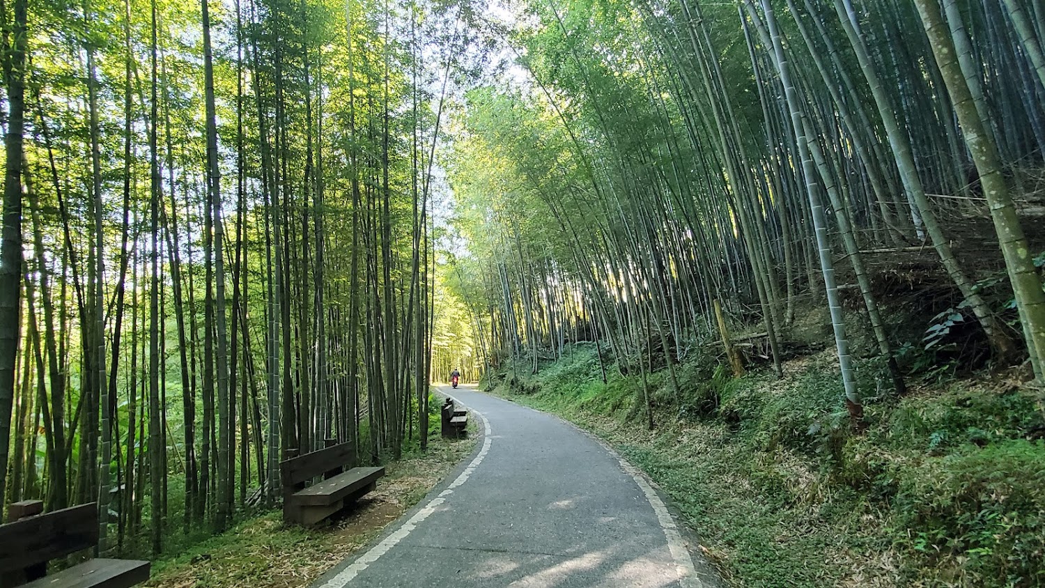集集綠色隧道｜南投經典單車路線