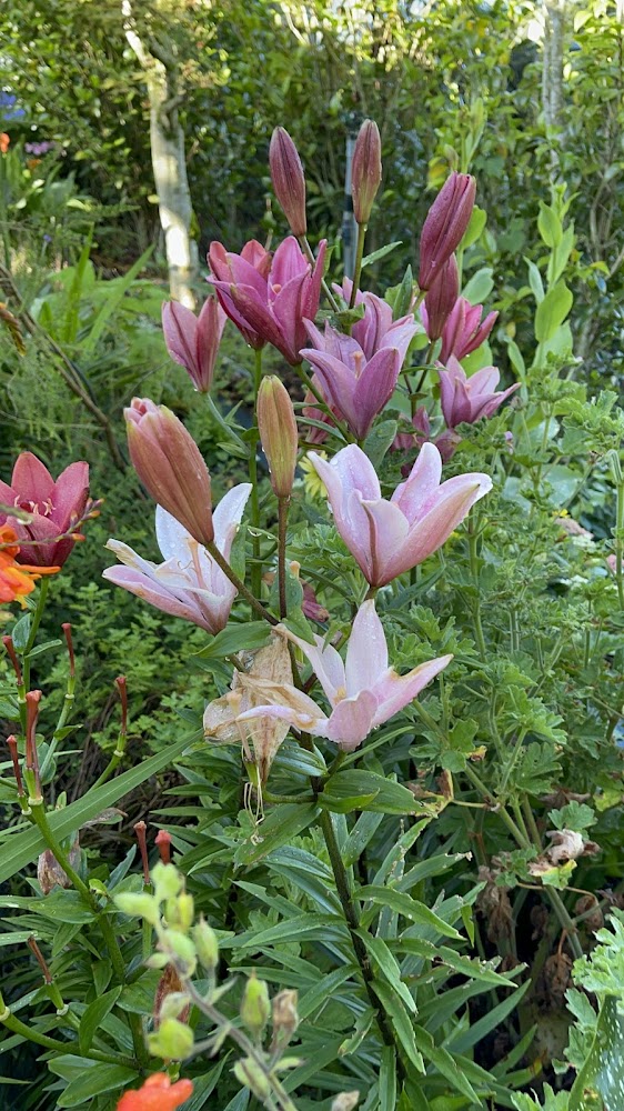 全部｜清境住宿推薦：探索最佳民宿選擇，享受山中星空與雲海