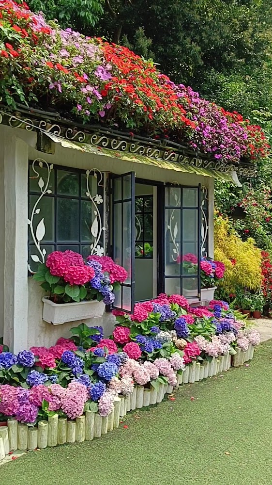 最新的照片｜花露農場：苗栗最美繡球花海的親子旅遊勝地